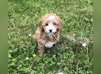 "Wunderschöne, verschmuste reinrassige Maltipoo  Welpe"