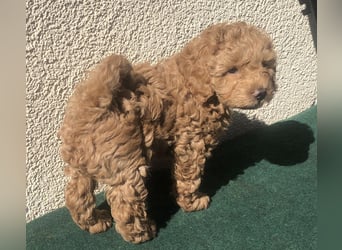 Teddy , wunderschöne, verschmuste reinrassige Maltipoo, Toypuder Welpe