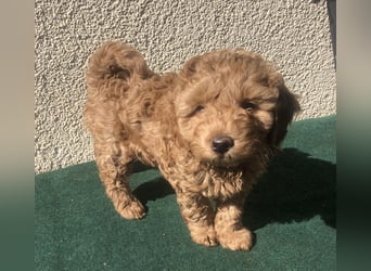 Teddy , wunderschöne, verschmuste reinrassige Maltipoo, Toypuder Welpe
