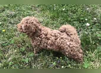 Wunderschöne, verschmuste reinrassige Maltipoo Welpe