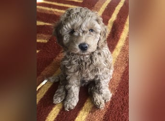 Teddy , wunderschöne, verschmuste reinrassige Maltipoo, Toypuder Welpe