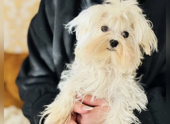 Malteser Mädchen 7 Monate mit Papieren