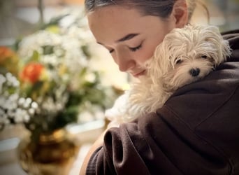 Malteser Mädchen 7 Monate mit Papieren