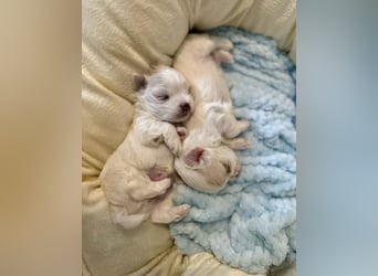 Malteser Mädchen 7 Monate mit Papieren