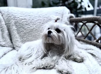 Malteser Mädchen 7 Monate mit Papieren