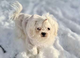 Malteser Mädchen 7 Monate mit Papieren