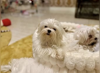 Malteser Mädchen 7 Monate mit Papieren