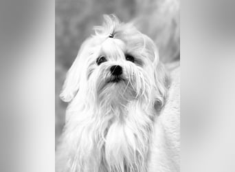 Malteser Mädchen 7 Monate mit Papieren