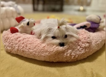 Malteser Mädchen 7 Monate mit Papieren