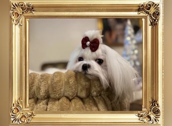 Malteser Mädchen 7 Monate mit Papieren