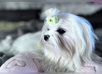 Malteser Mädchen 7 Monate mit Papieren