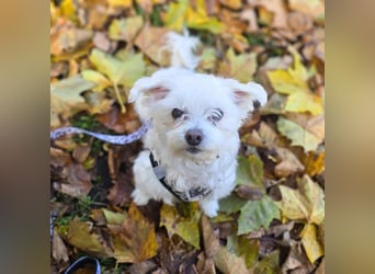 Darti - ist traumatisiert