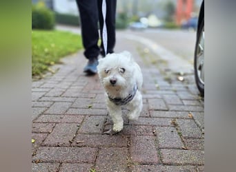 Darti - ist traumatisiert