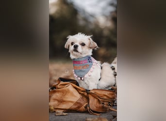 Poppy in 86154 Augsburg