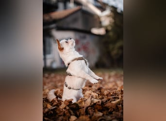 Poppy in 86154 Augsburg