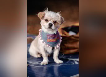 Poppy in 86154 Augsburg