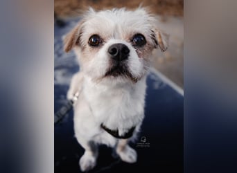 Poppy in 86154 Augsburg