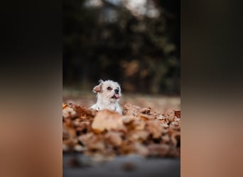 Poppy in 86154 Augsburg