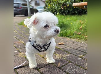 Darti - ist traumatisiert