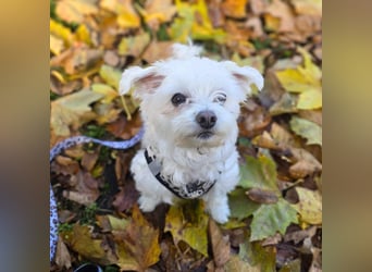 Darti - ist traumatisiert