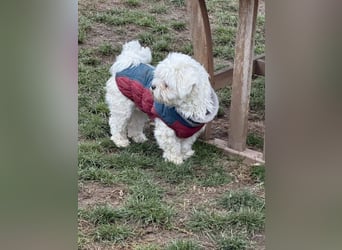 Kimmi, Pflegestelle 63067 Offenbach