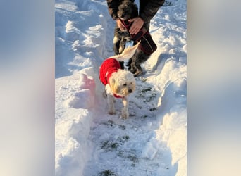 Kimmi, Pflegestelle 63067 Offenbach