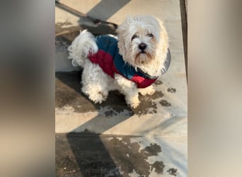 Kimmi, Pflegestelle 63067 Offenbach