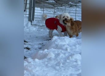 Kimmi, Pflegestelle 63067 Offenbach