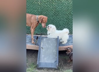 Kimmi, Pflegestelle 63067 Offenbach