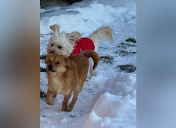 Kimmi, Pflegestelle 63067 Offenbach