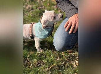 Bounty, Pflegestelle 48249 Dülmen