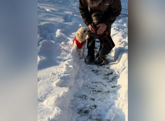 Kimmi, Pflegestelle 63067 Offenbach