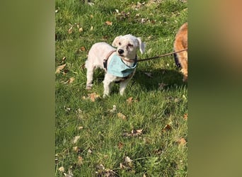 Bounty, Pflegestelle 48249 Dülmen