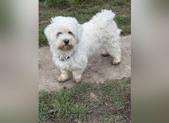 Kimmi, Pflegestelle 63067 Offenbach