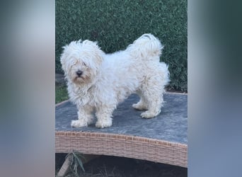 Kimmi, Pflegestelle 63067 Offenbach