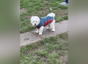 Kimmi, Pflegestelle 63067 Offenbach