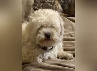 Kimmi, Pflegestelle 63067 Offenbach