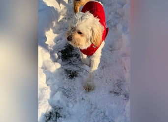 Kimmi, Pflegestelle 63067 Offenbach