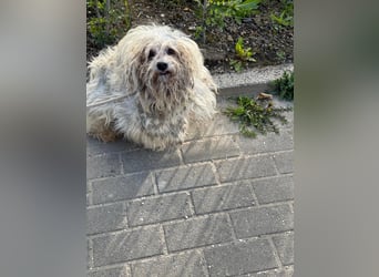 Bounty, Pflegestelle 48249 Dülmen