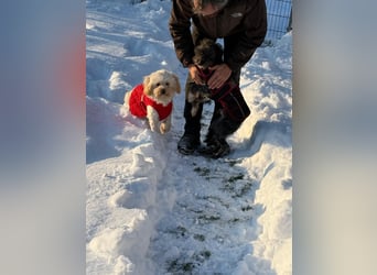 Kimmi, Pflegestelle 63067 Offenbach