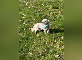 Bounty, Pflegestelle 48249 Dülmen