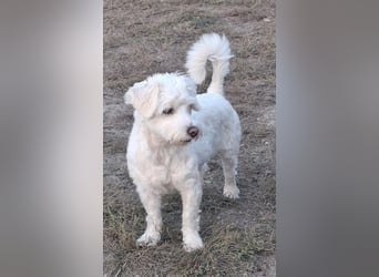 Willow - verdient ein eigenes Körbchen