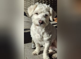 Willow - verdient ein eigenes Körbchen