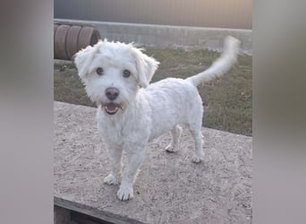 Willow - verdient ein eigenes Körbchen