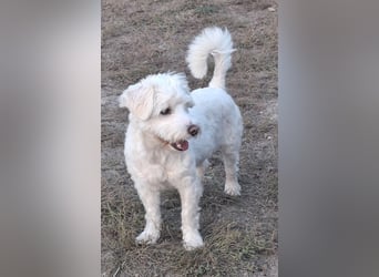 Willow - verdient ein eigenes Körbchen