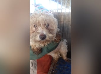 Matild, liebes Maltesermädchen geb. 2018