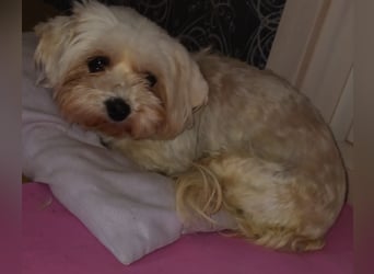 Liza, schüchterne Malteser Hündin geb. 03/2019