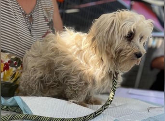 Daisy, kleines Malteser Mädchen geb. 2020