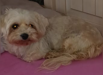 Liza, schüchterne Malteser Hündin geb. 03/2019