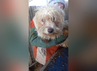 Matild, liebes Maltesermädchen geb. 2018